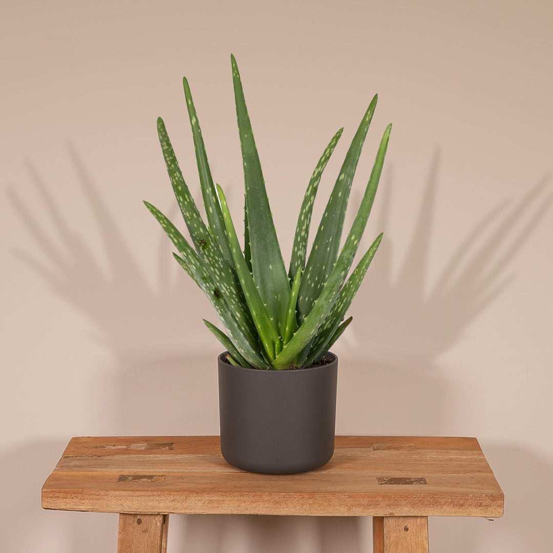 Aloe Vera Plant 12cm - Easy Care Indoor Succulent for Home