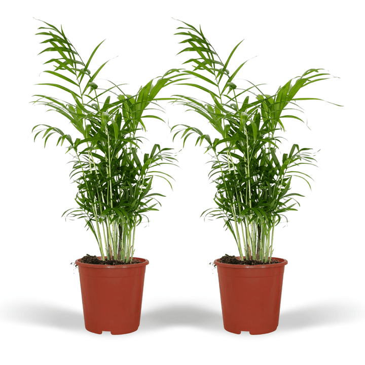 Chamaedorea Elegans Mexican Mountain Palm - 55cm Indoor Houseplant