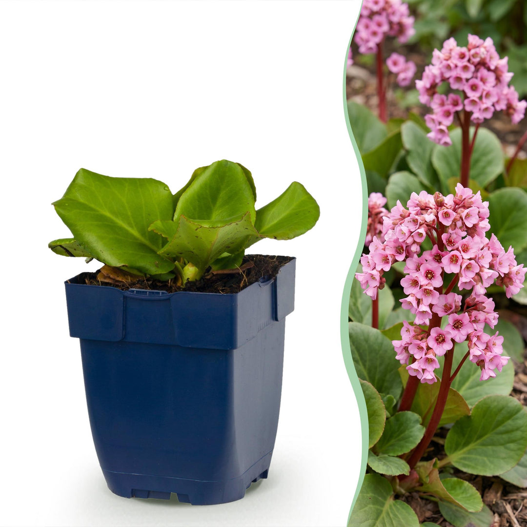 24x Bergenia cordifolia elephant's ears plants in 11cm pots