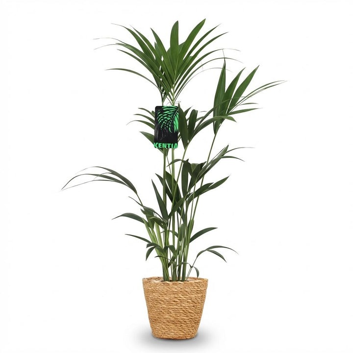 Kentia Palm (Howea forsteriana) - view 2