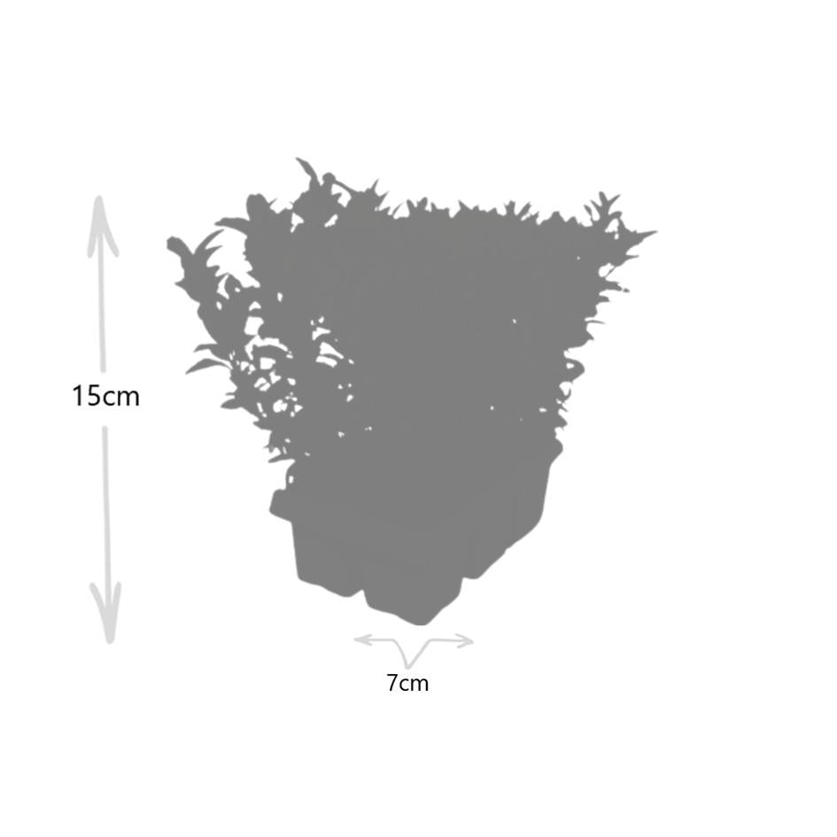 Euonymus Green Spire Bulk Pack - 48 Plants (8 x 6-Pack) Ø 7cm