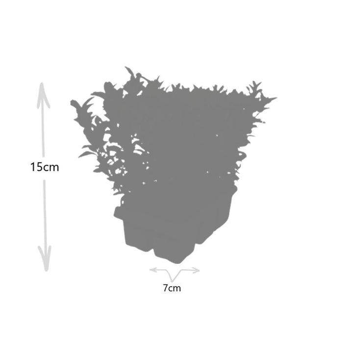 Euonymus Green Spire Bulk Pack - 48 Plants (8 x 6-Pack) Ø 7cm