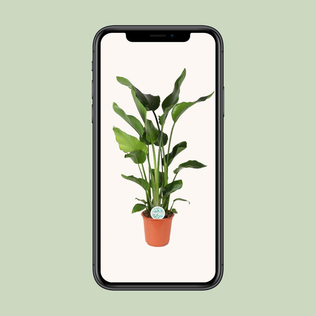 Strelitzia (Bird of Paradise Flower): Exotic Blooms & Easy Care!