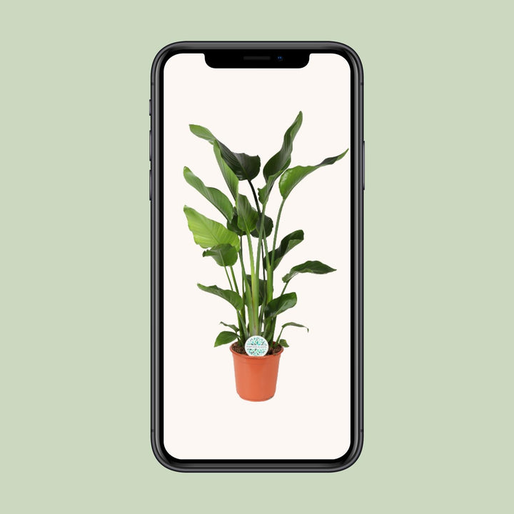 Strelitzia (Bird of Paradise Flower): Exotic Blooms & Easy Care!
