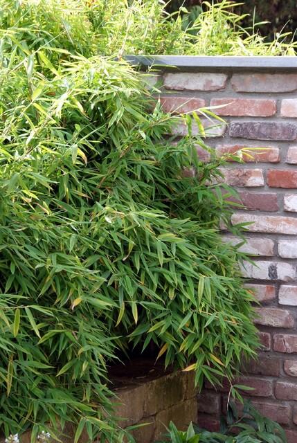 Fargesia Rufa Non-Invasive Clumping Bamboo Plants - 6 Pack