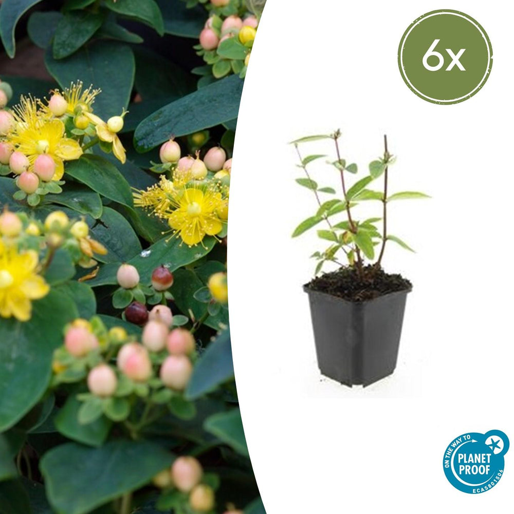 Healthy foliage and strong roots close-up of 6x Hypericum inodorum 'Annebel' - ↕10-25cm - Ø9cm