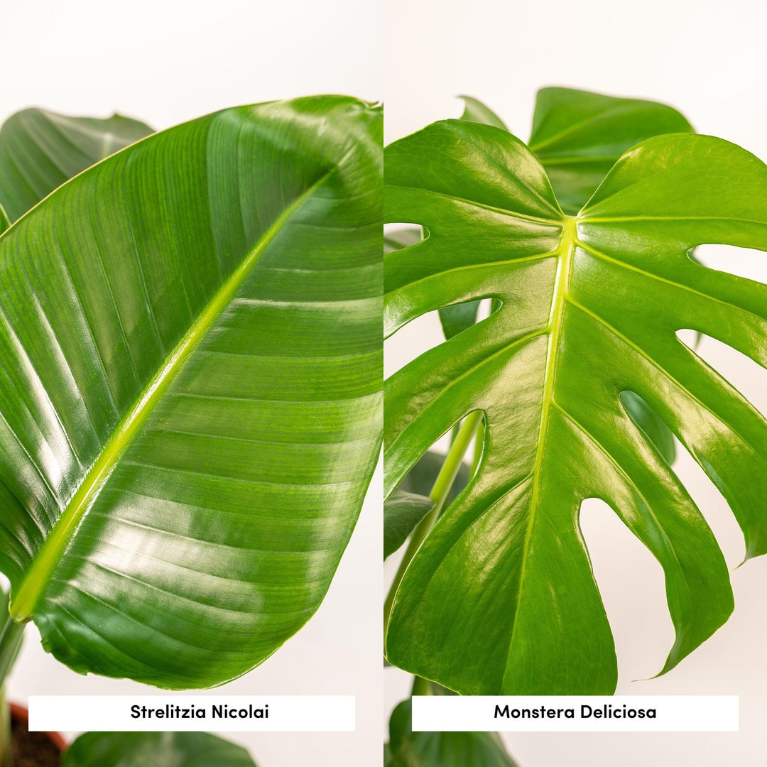 Monstera Deliciosa & Bird of Paradise Plant Bundle - Air Purifying