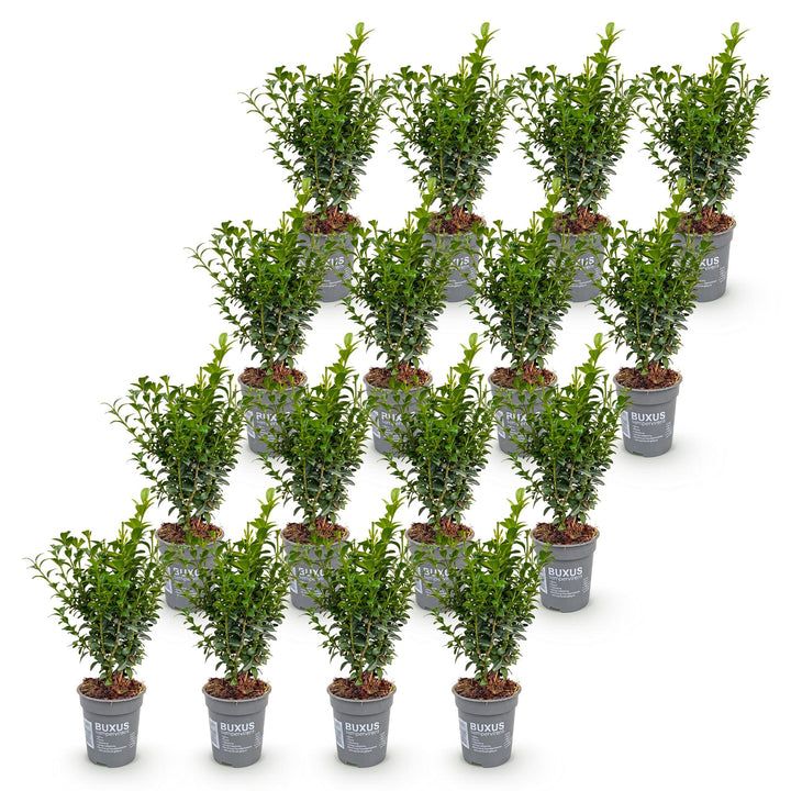 16x Buxus sempervirens boxwood hedging plants in 9cm pots - view 2