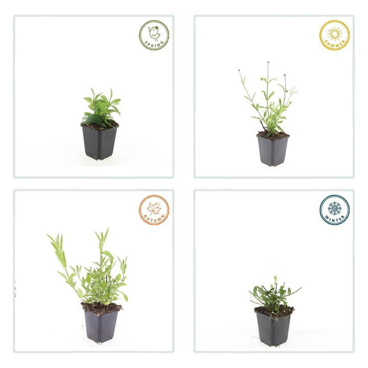 24x Verbena Bonariensis 'Lollipop' - ↕10-25cm - Ø9cm
