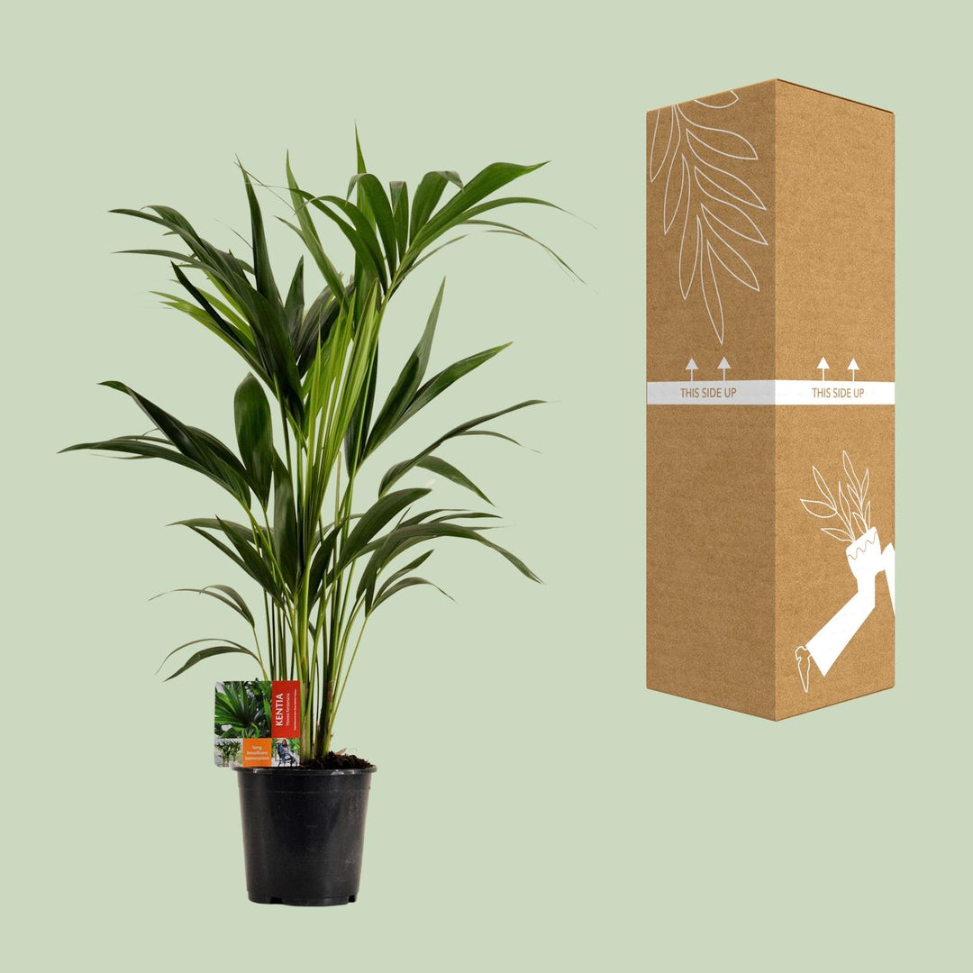 Kentia Palm Howea Forsteriana 100cm - Low Light Indoor Plant