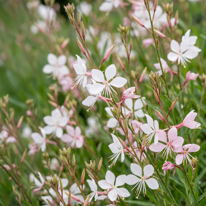 24x Gaura lindheimeri Whirling Butterflies plants in 11cm pots - view 5