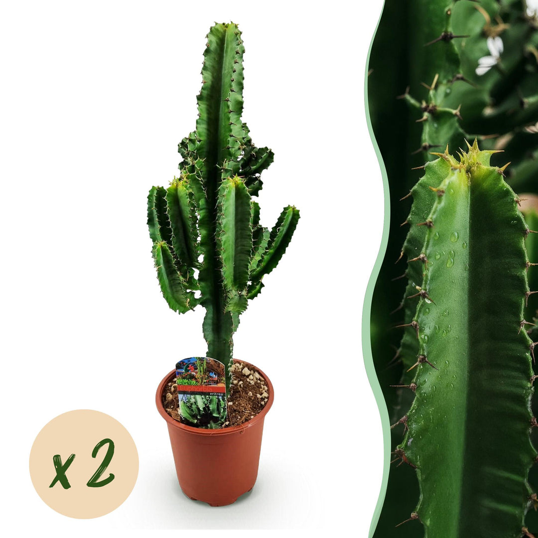 Euphorbia eritrea columnar succulent with ribbed spiny green stems in a terracotta nursery pot