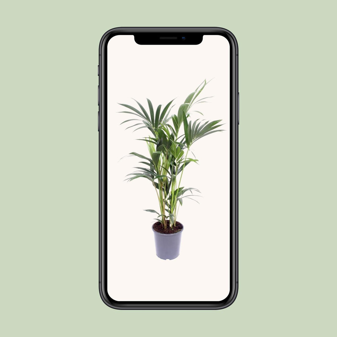 Kentia Palm Plant 75cm - Howea Forsteriana Indoor Air Purifying