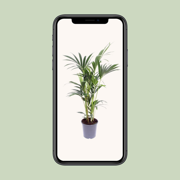 Kentia Palm Plant 75cm - Howea Forsteriana Indoor Air Purifying