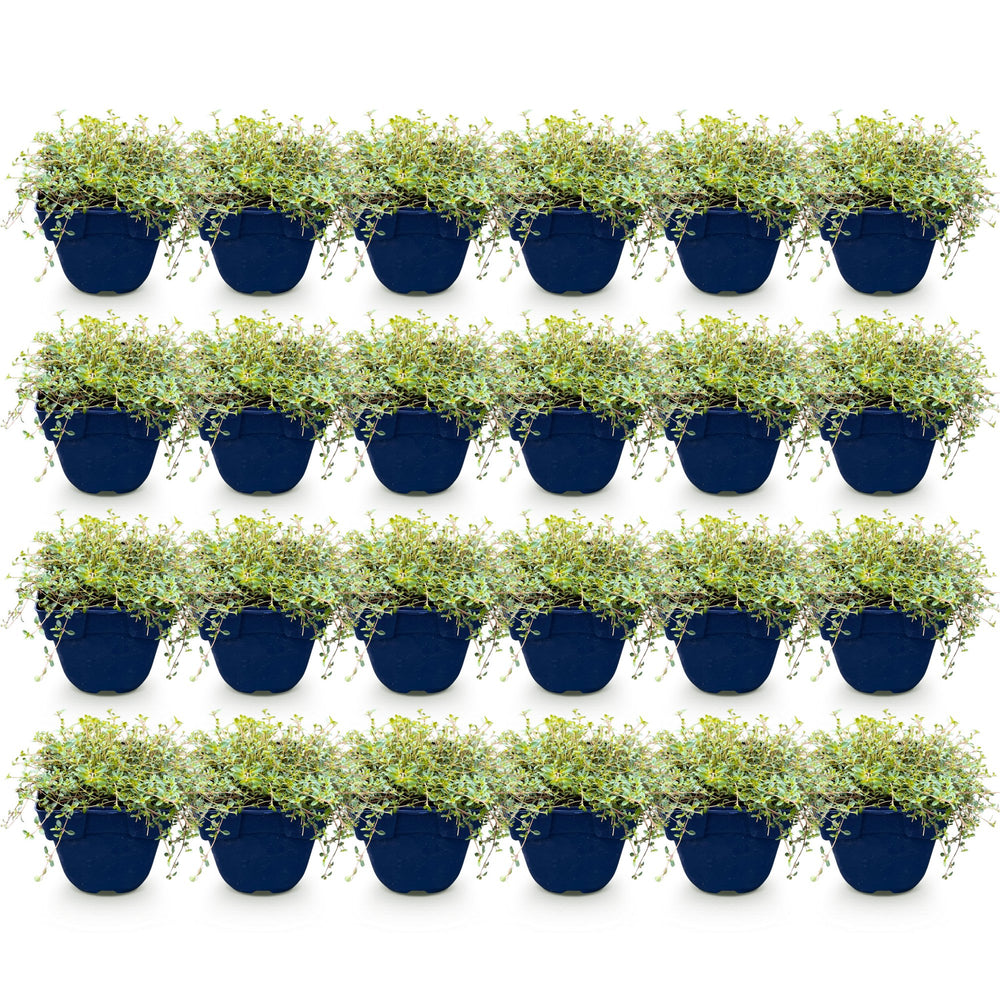 Pack of 24 Thymus praecox 'Red Carpet' creeping thyme plants in 11cm pots - view 2