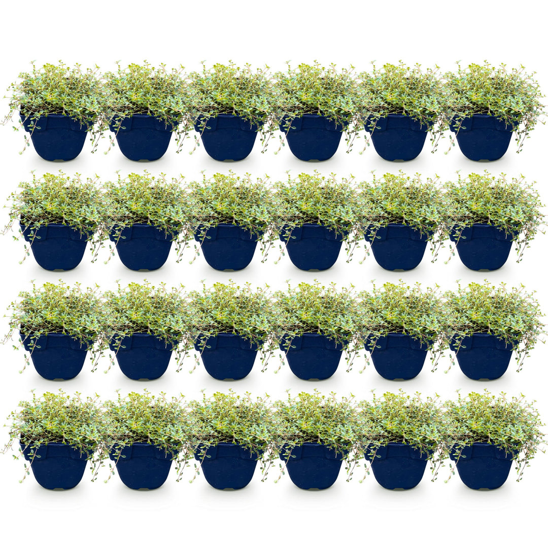 Pack of 24 Thymus praecox 'Red Carpet' creeping thyme plants in 11cm pots - view 2