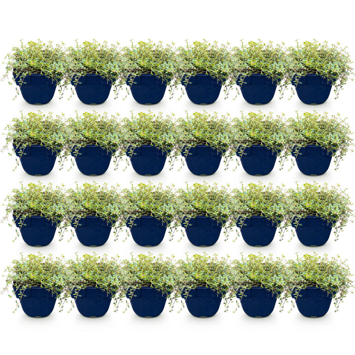 Pack of 24 Thymus praecox 'Red Carpet' creeping thyme plants in 11cm pots - view 2