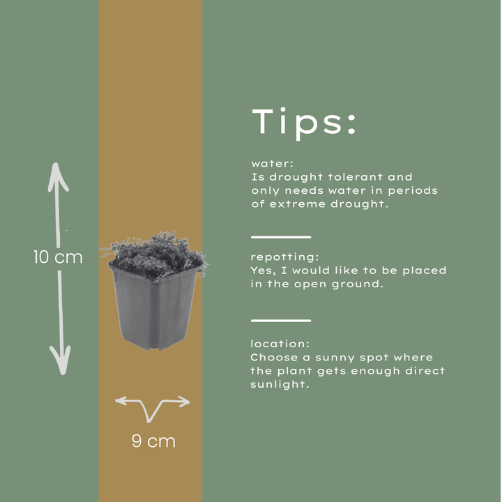 24x Thymus praecox 'Purple Beauty' - ↕10-25cm - Ø9cm