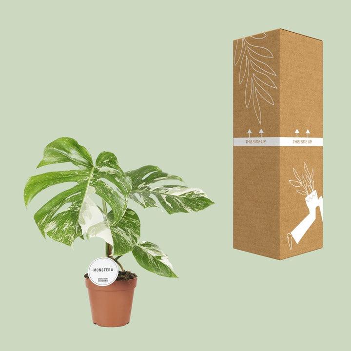 Monstera Deliciosa Swiss Cheese Plant - 45cm Indoor Houseplant