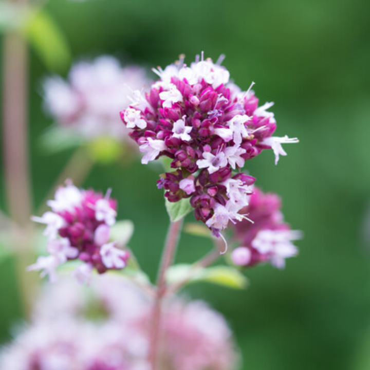 24x Origanum laevigatum 'Herrenhausen' - ↕10-25cm - Ø9cm