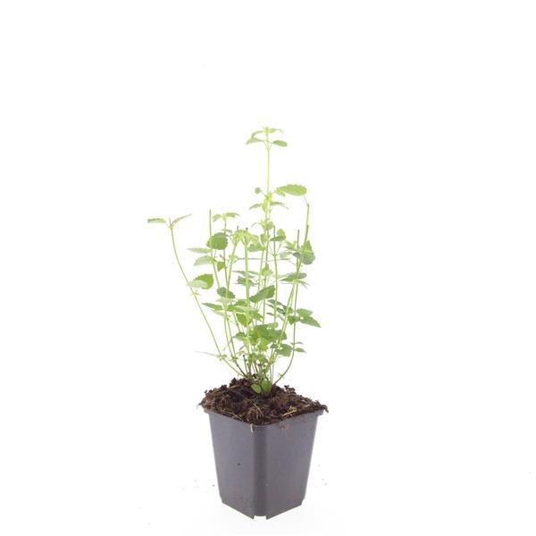 Healthy foliage and strong roots close-up of 40x Agastache 'Black Adder' - ↕10-25cm - Ø9cm
