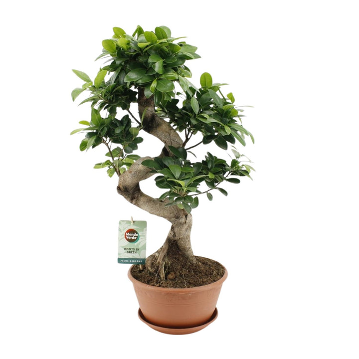 Ficus Ginseng plant in a 22cm pot, 60cm tall, with glossy green leaves, ideal for low light indoor spaces by Everspring.