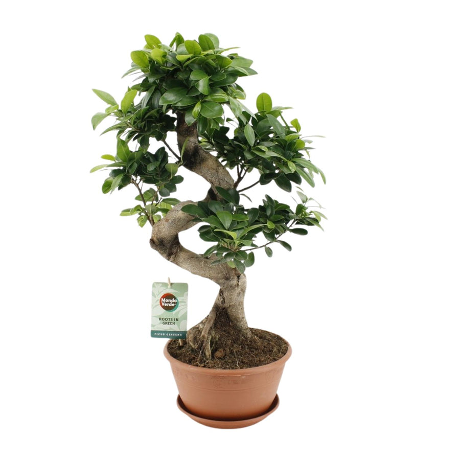 Ficus Ginseng plant in a 22cm pot, 60cm tall, with glossy green leaves, ideal for low light indoor spaces by Everspring.