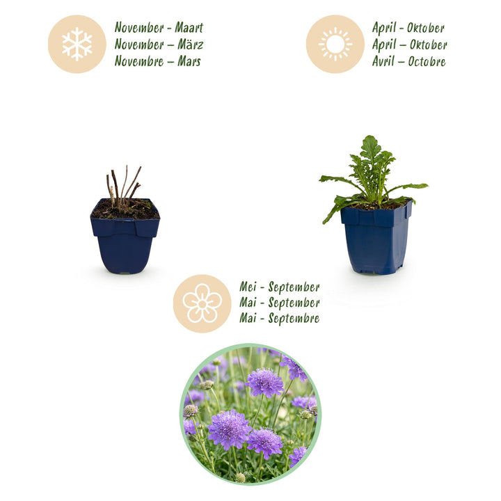 24 Scabiosa columbaria 'Butterfly Blue' pincushion flower plants, 15-25cm - view 4