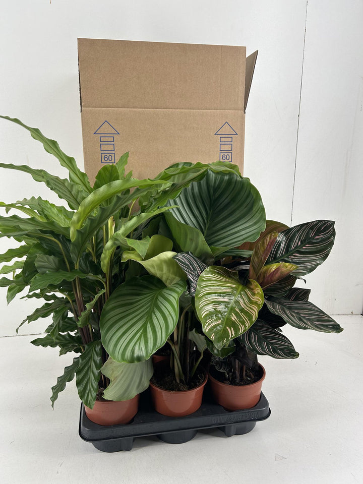 Calathea Mix 6-Pack: Orbifolia, Ornata, Rufibarba Plants