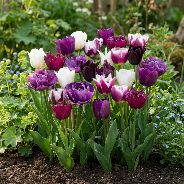 280x Tulipa Blueberry mix - Tulipe Blueberry mix - Divers - Floraison printanière - Calibre 11/12