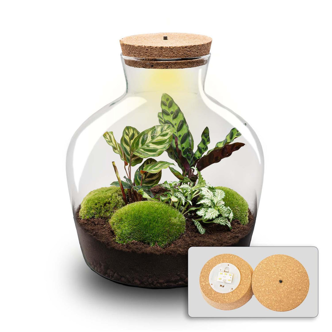 DIY terrarium -  Fat Joe - ↕ 30 cm - Rake + Shovel + Tweezer