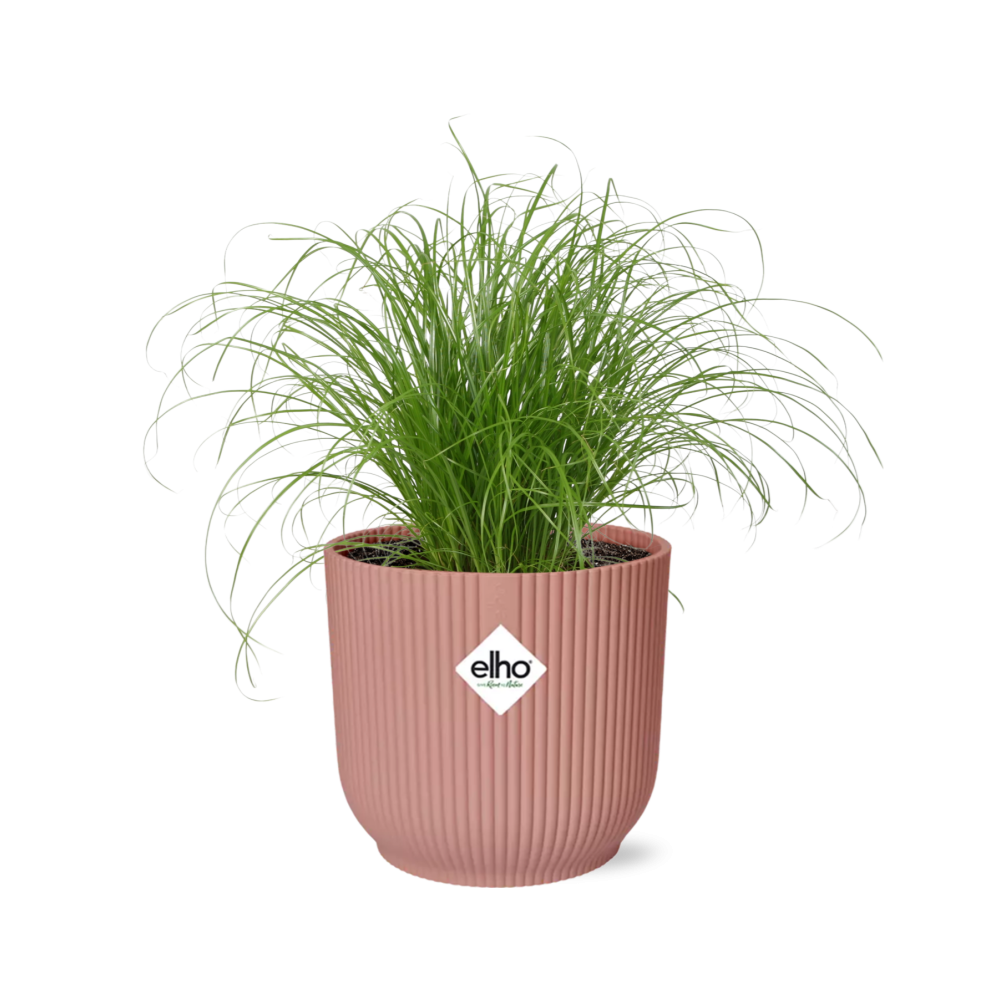 Cyperus Zumula umbrella grass with fine arching stems in a pink ribbed ELHO Vibes pot