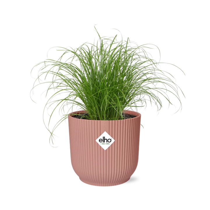 Cyperus Zumula umbrella grass with fine arching stems in a pink ribbed ELHO Vibes pot