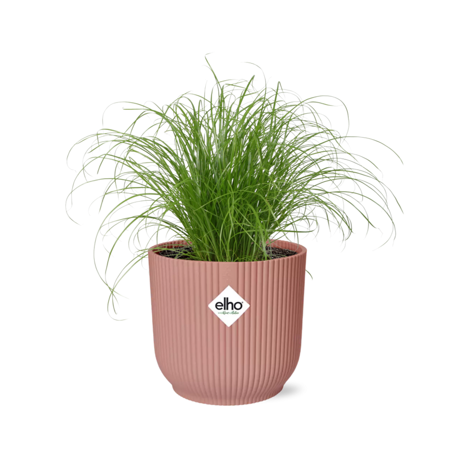 Cyperus Zumula umbrella grass with fine arching stems in a pink ribbed ELHO Vibes pot
