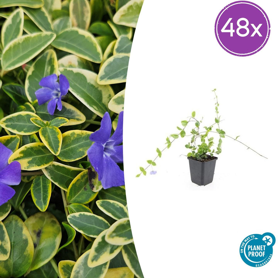 48x Vinca minor Blue and Gold - Evergreen Ground Cover - 10-25cm