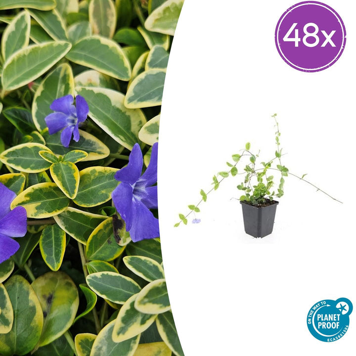 48x Vinca minor Blue and Gold - Evergreen Ground Cover - 10-25cm