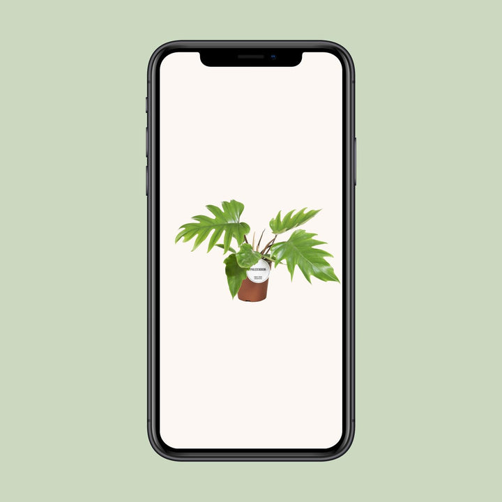 Philodendron Mayoi Plant 35cm - Heart-Shaped Leaves Indoor Houseplant