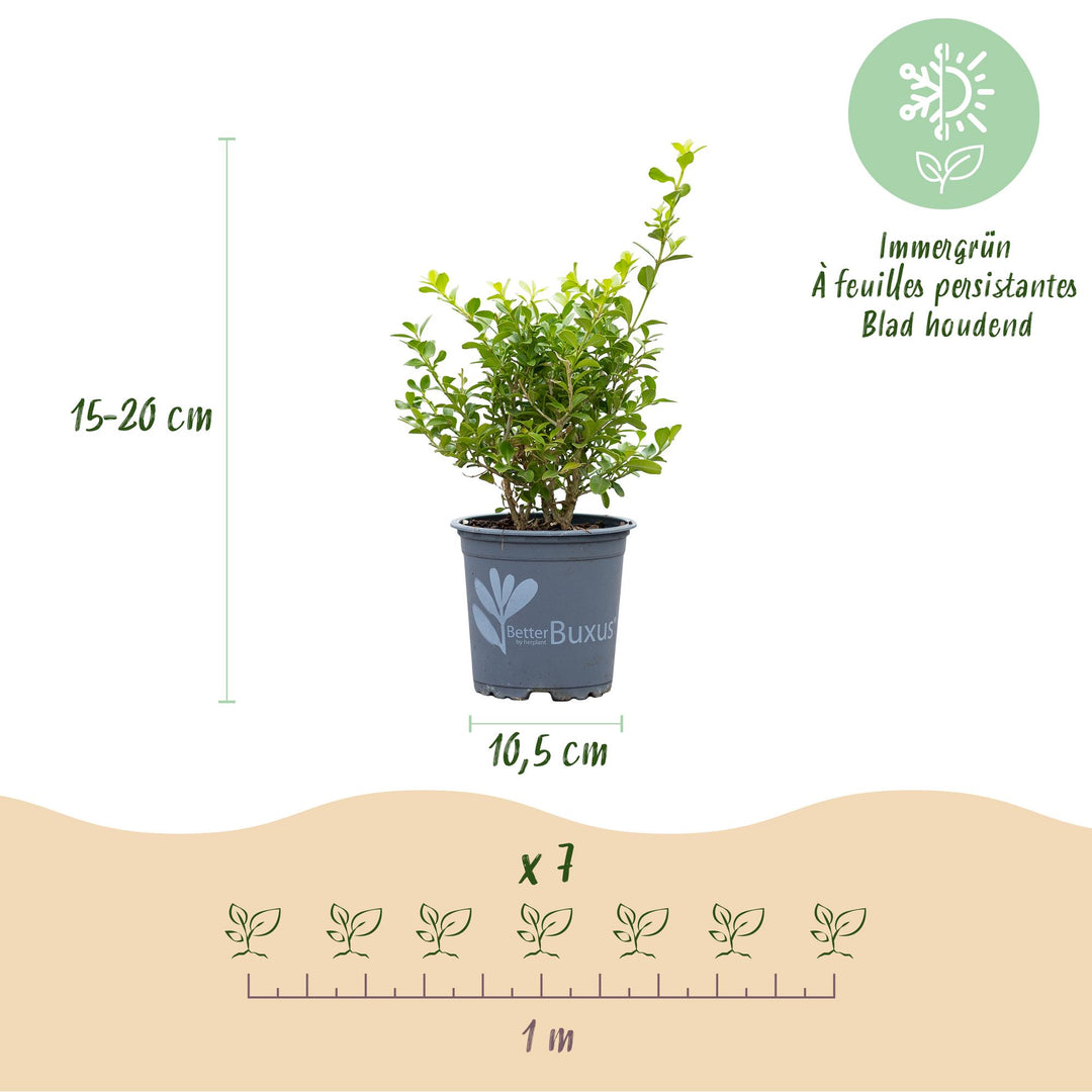 14 BetterBuxus Babylon Beauty box hedging plants in 10.5cm pots - view 3