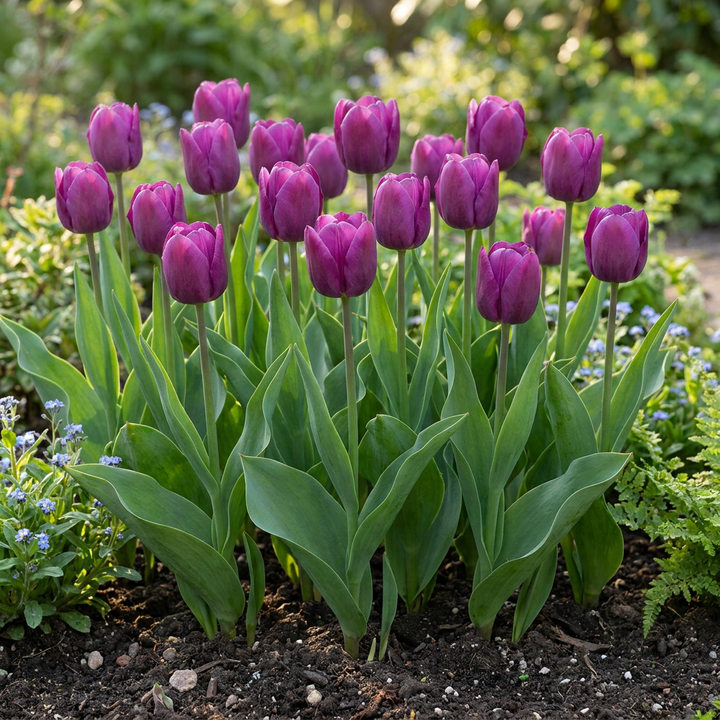 120x Tulipa Triumph Purple - Tulipe Triumph Pourpre - Violet - Floraison printanière - Calibre 11/12