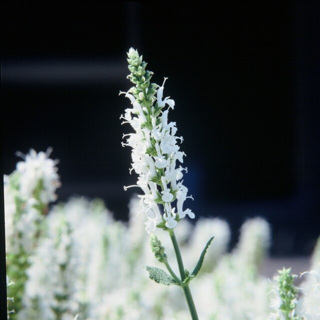 48x Salvia n. 'Schneehugel' - ↕10-25cm - Ø9cm