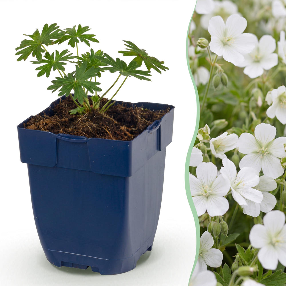 24 Geranium sanguineum 'Album' white cranesbill plants in 11cm pots - view 2