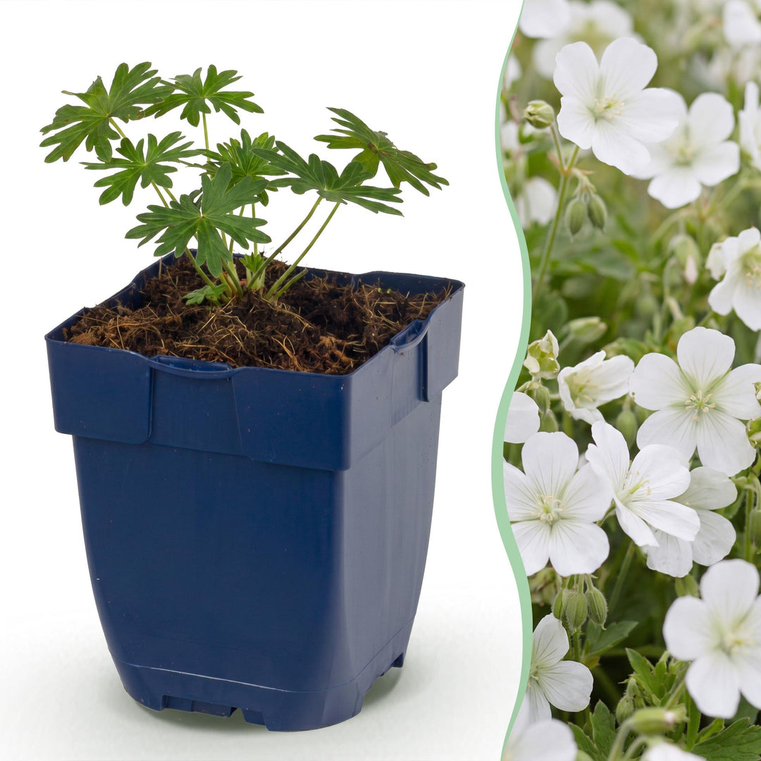 24 Geranium sanguineum 'Album' white cranesbill plants in 11cm pots - view 2