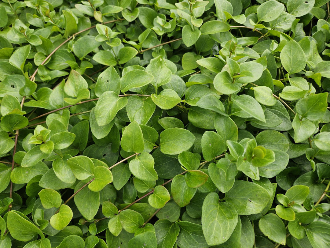 24x Vinca major 'Alba' - ↕10-25cm - Ø9cm packed for EU plant delivery from PlantGift.ie