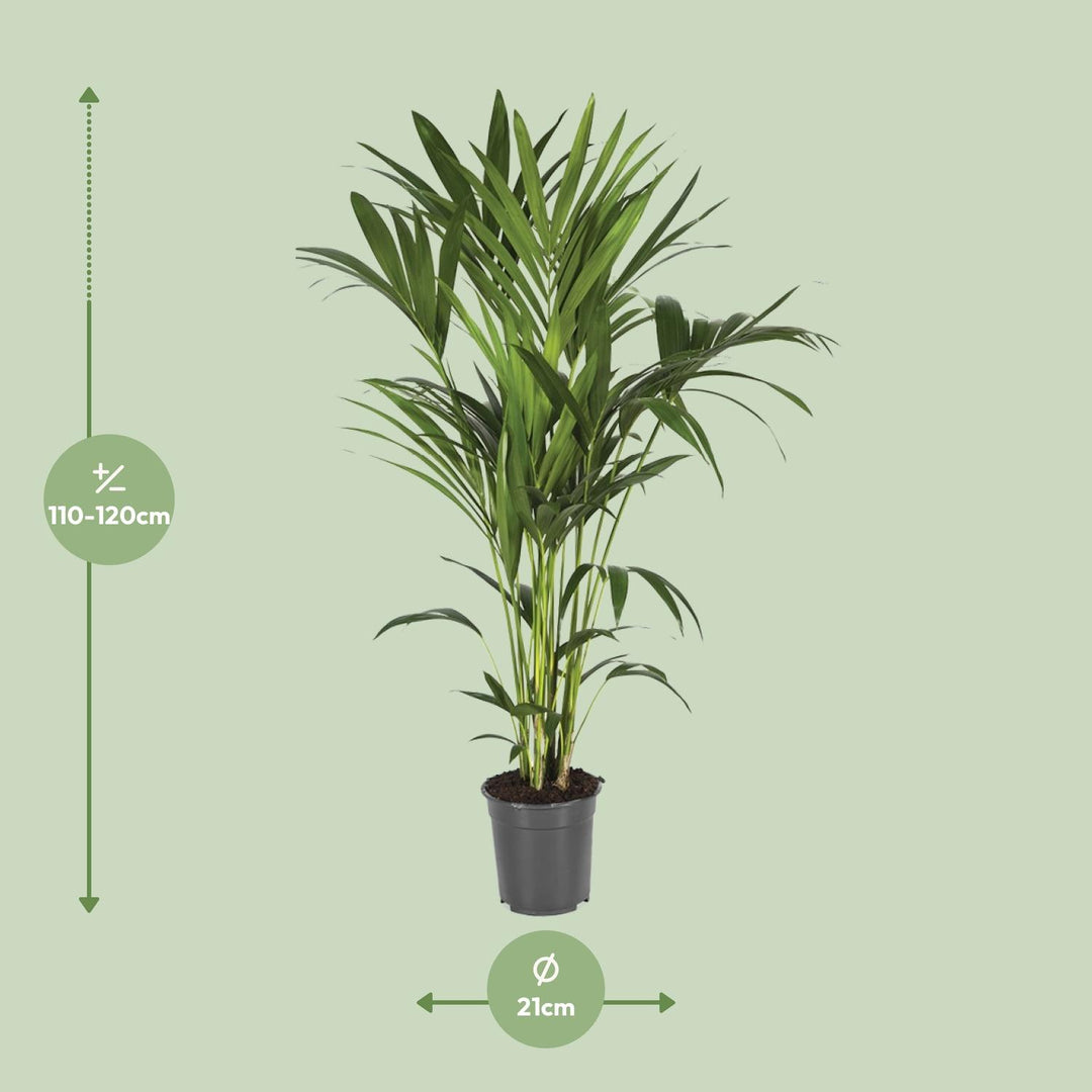 Kentia Palm 120cm - Howea Forsteriana Indoor Plant Air Purifying