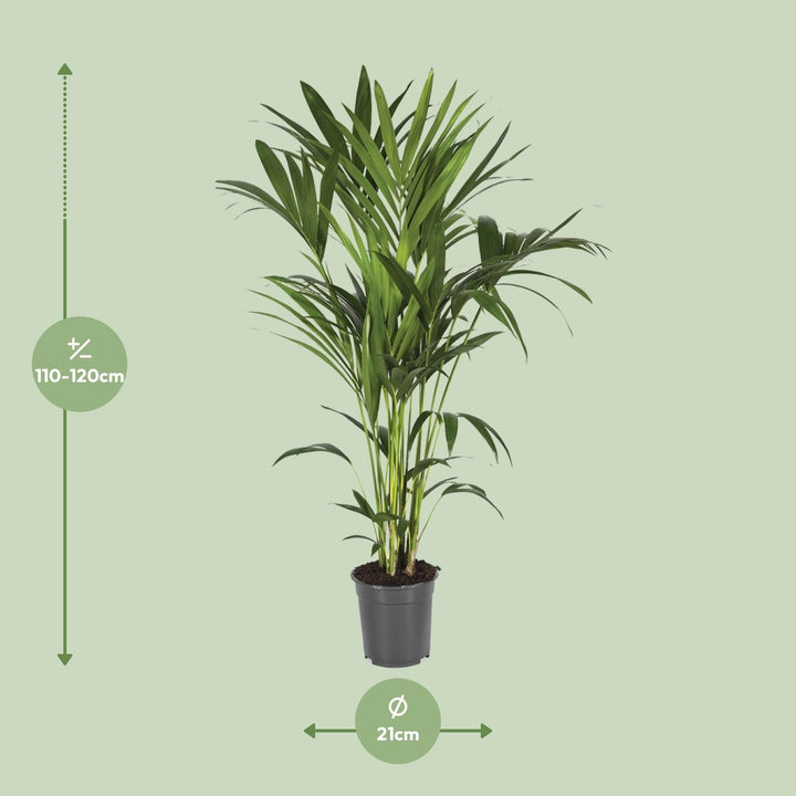 Kentia Palm 120cm - Howea Forsteriana Indoor Plant Air Purifying