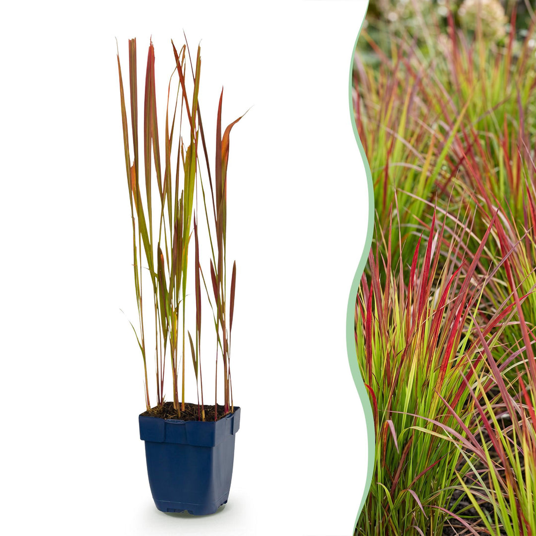 24x Imperata cylindrica Red Baron Japanese blood grass in 11cm pots