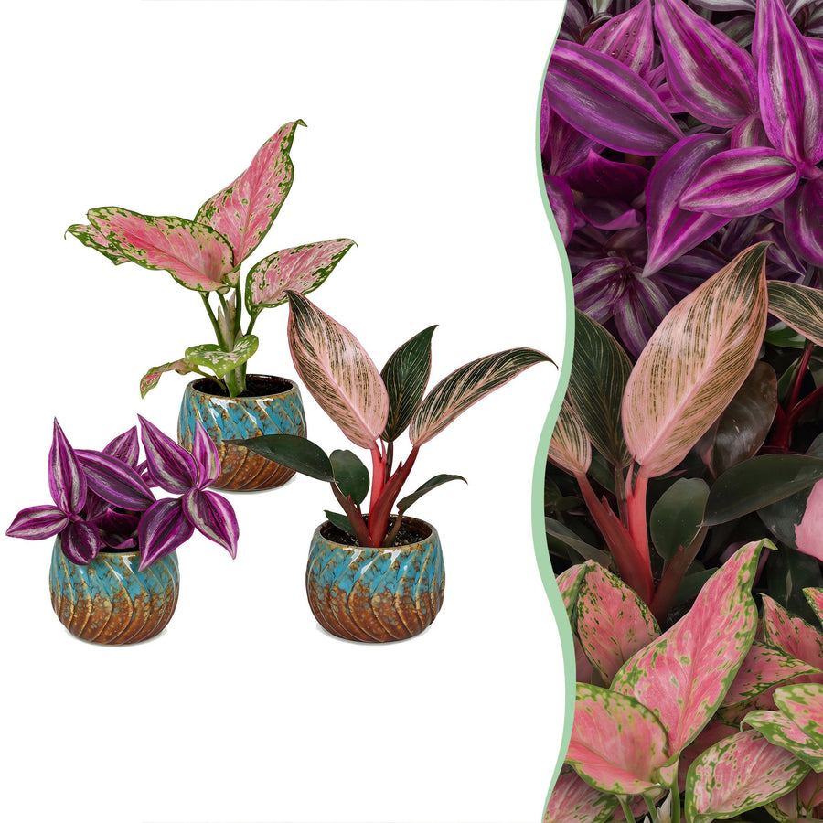 3x Baby Paradise Mix houseplants in 6cm pots