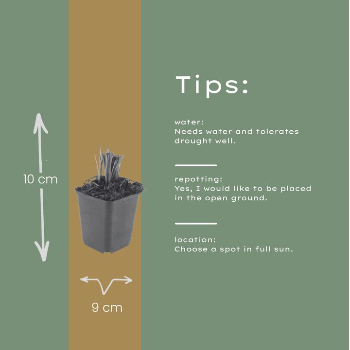 48x Liatris spicata - ↕10-25cm - Ø9cm