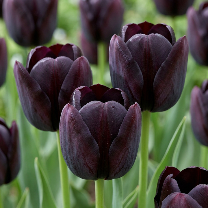 280x Tulipa Black - Tulipe noire - Noir - Floraison printanière - Calibre 10/11