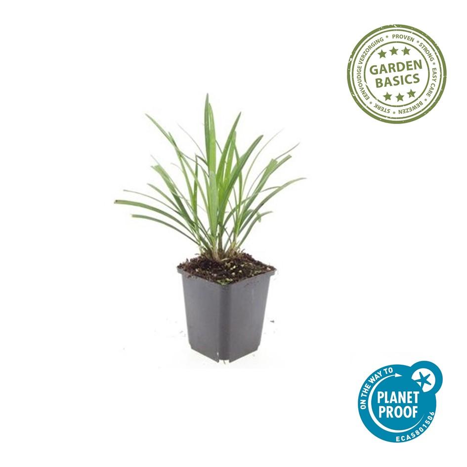 Liriope Muscari Ingwersen - Purple Flowering Groundcover Plants